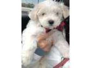 Maltese Puppy for sale in Richardson, TX, USA