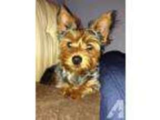 Yorkshire Terrier Puppy for sale in WEST MILFORD, NJ, USA