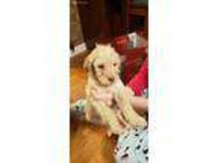 Labradoodle Puppy for sale in Hickory, NC, USA