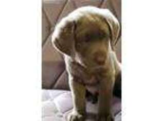 Labrador Retriever Puppy for sale in Interlachen, FL, USA