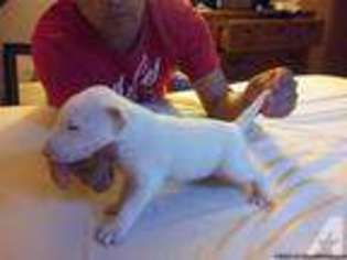 Bull Terrier Puppy for sale in EVERETT, WA, USA