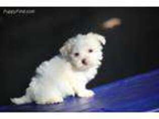Maltese Puppy for sale in Vidalia, GA, USA