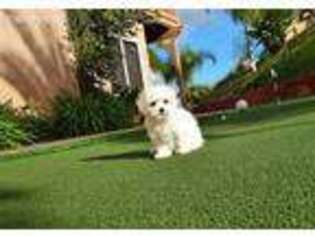 Maltese Puppy for sale in Stuarts Draft, VA, USA