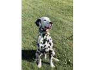 Dalmatian Puppy for sale in Lenox, IA, USA