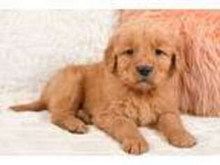 Golden Retriever Puppy for sale in Berlin, OH, USA