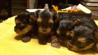 Yorkshire Terrier Puppy for sale in Oregon City, OR, USA