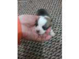 Pembroke Welsh Corgi Puppy for sale in Alma, KS, USA