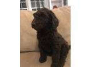 Labradoodle Puppy for sale in Carlisle, PA, USA
