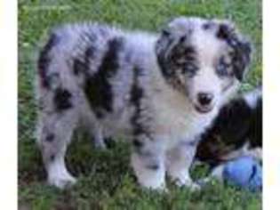 Australian Shepherd Puppy for sale in Madison, IN, USA