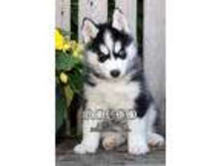 Siberian Husky Puppy for sale in Fresno, OH, USA