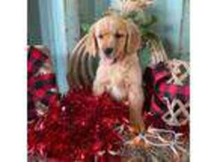 Golden Retriever Puppy for sale in Gay, GA, USA