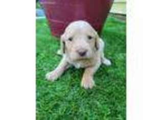 Labradoodle Puppy for sale in Chiefland, FL, USA