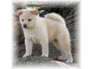 Shiba Inu Puppy for sale in Scranton, AR, USA