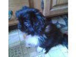Pekingese Puppy for sale in EAST FALMOUTH, MA, USA