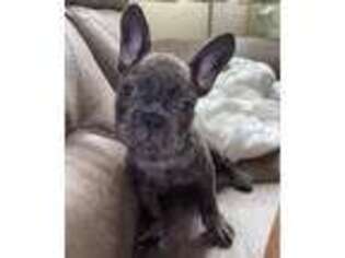 French Bulldog Puppy for sale in Kaneohe, HI, USA