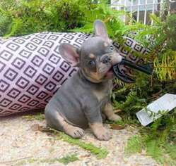 French Bulldog Puppy for sale in Madison, WV, USA