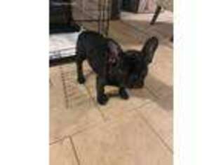 French Bulldog Puppy for sale in South Holland, IL, USA