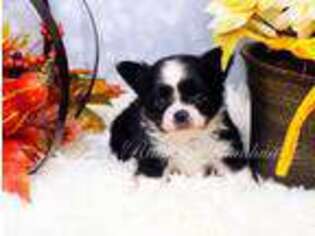 Chihuahua Puppy for sale in Falls Mills, VA, USA