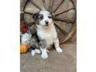 Miniature Australian Shepherd Puppy for sale in Kalama, WA, USA