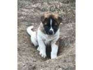 Akita Puppy for sale in Tensed, ID, USA