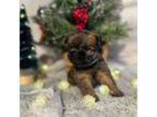 Brussels Griffon Puppy for sale in Grove, OK, USA