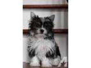 Yorkshire Terrier Puppy for sale in WEBSTER, NY, USA