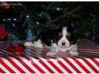 Cavalier King Charles Spaniel Puppy for sale in Bonneau, SC, USA