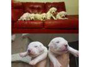 Dogo Argentino Puppy for sale in Surprise, AZ, USA