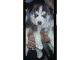 Siberian Husky Puppy for sale in West Haven, CT, USA