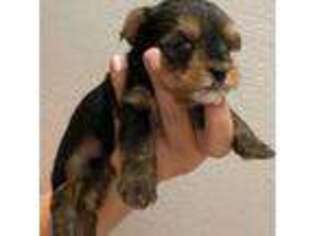 Yorkshire Terrier Puppy for sale in Denver, CO, USA