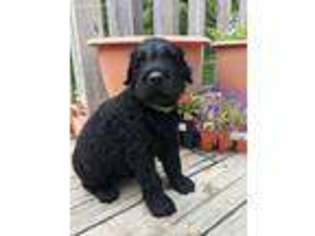 Mutt Puppy for sale in Belton, MO, USA