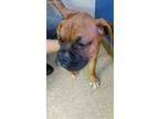 Boxer Puppy for sale in Pelham, NH, USA