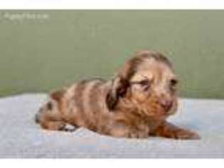 Dachshund Puppy for sale in South Gate, CA, USA