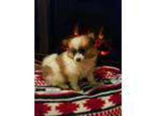 Pomeranian Puppy for sale in Odon, IN, USA