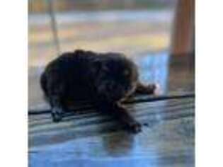 Pomeranian Puppy for sale in Castle Hayne, NC, USA