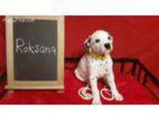Dalmatian Puppy for sale in Christopher, IL, USA