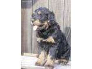 Mutt Puppy for sale in Lewisville, OH, USA