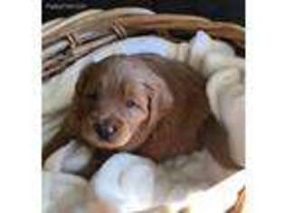 Labradoodle Puppy for sale in Oologah, OK, USA