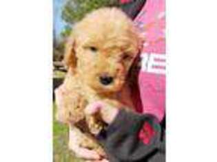 Goldendoodle Puppy for sale in Poplarville, MS, USA