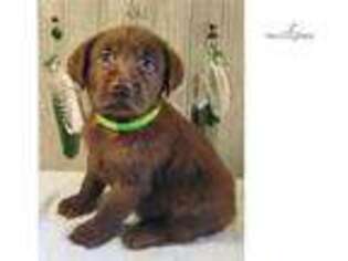 Labrador Retriever Puppy for sale in Lexington, KY, USA