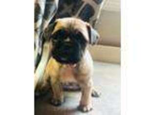Frenchie Pug Puppy for sale in Marshall, MO, USA