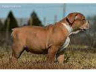 Olde English Bulldogge Puppy for sale in Santa Fe, TX, USA