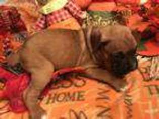 Boxer Puppy for sale in Marlette, MI, USA