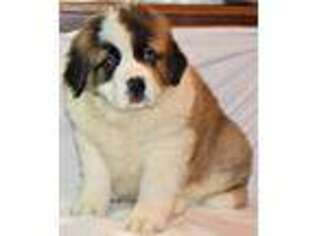 Saint Bernard Puppy for sale in Mooresville, MO, USA