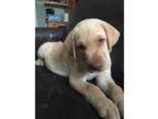 Labrador Retriever Puppy for sale in Midlothian, TX, USA