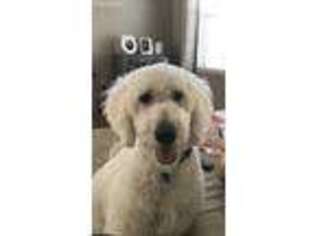 Goldendoodle Puppy for sale in Smithton, IL, USA
