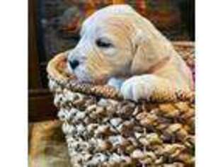 Golden Retriever Puppy for sale in Saint Johnsbury, VT, USA