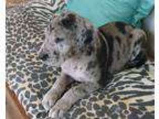 Great Dane Puppy for sale in Warren, AR, USA