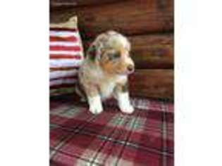 Miniature Australian Shepherd Puppy for sale in Theodosia, MO, USA