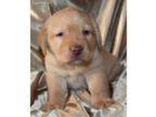 Labrador Retriever Puppy for sale in Allendale, MI, USA